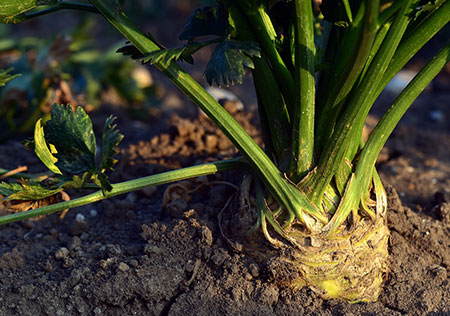 Blog crop 150k loss 450x246px